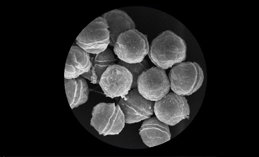 Alexandrium catenella